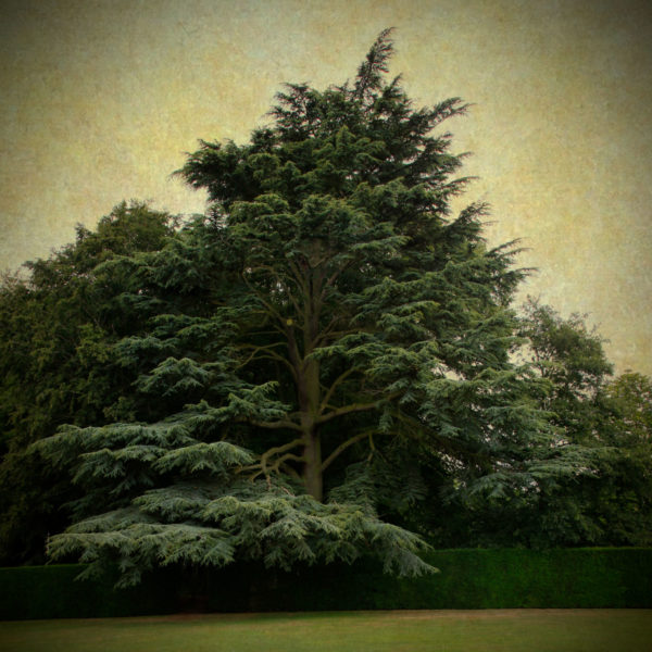 Sa Majesté ! Sa Majesté !