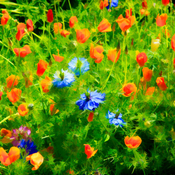 Paysage andalou Paysage andalou