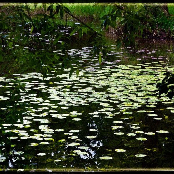 Le bassin aux nénuphars Le bassin aux nénuphars