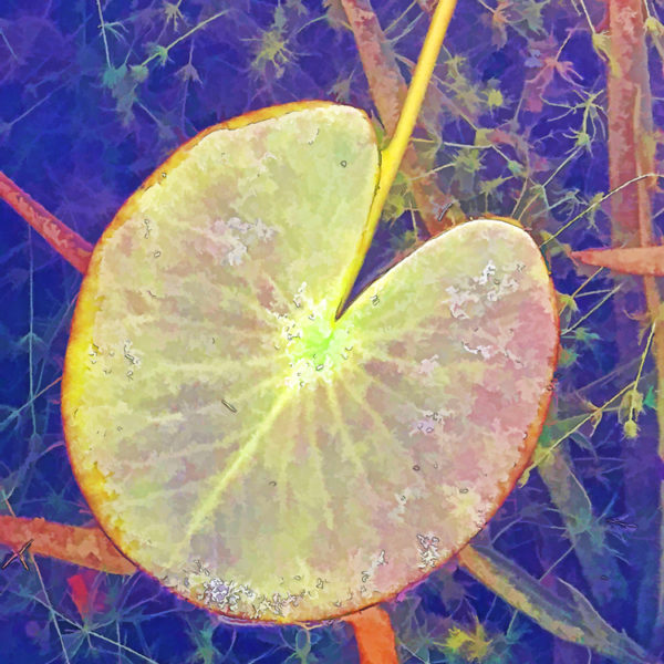 Nénuphar dans un bassin Nénuphar dans un bassin