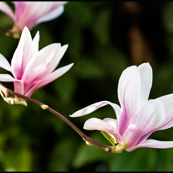 Fleurs de magnolia 2019 Fleurs de magnolia 2019