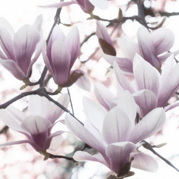 Fleurs de magnolia 2019 Fleurs de magnolia 2019
