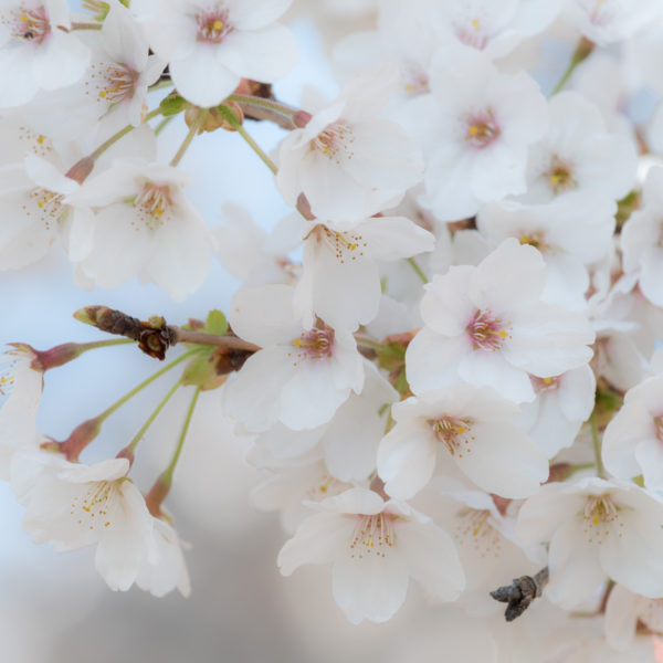 Fleurs de cerisier 2019 Fleurs de cerisier 2019