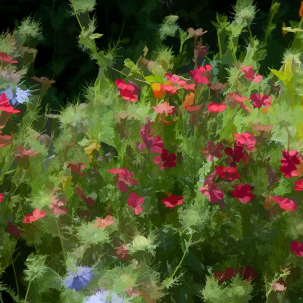 fleurs_espagne_MG_0284